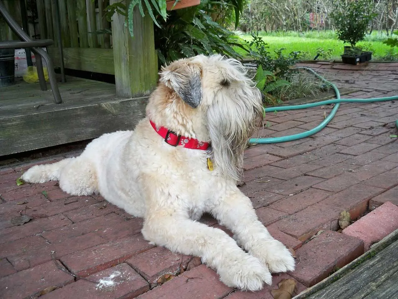 Irish Soft-Coated Wheaten Terrier