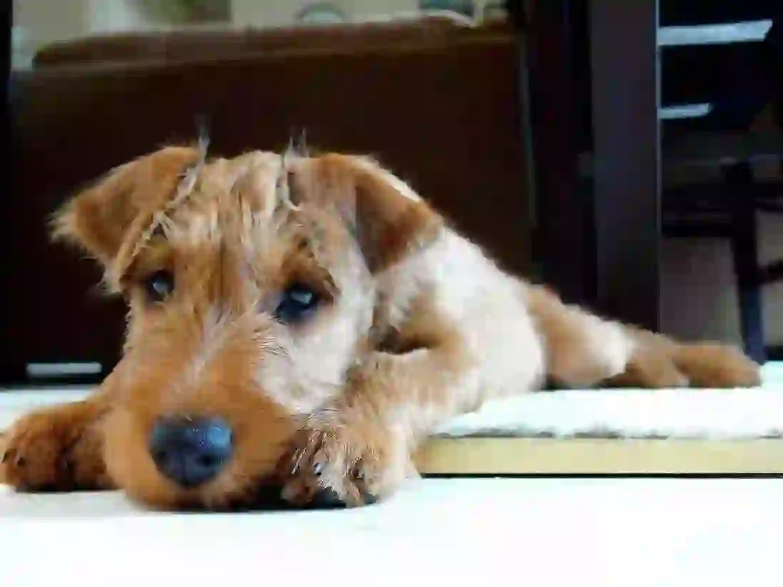 Irish Terrier