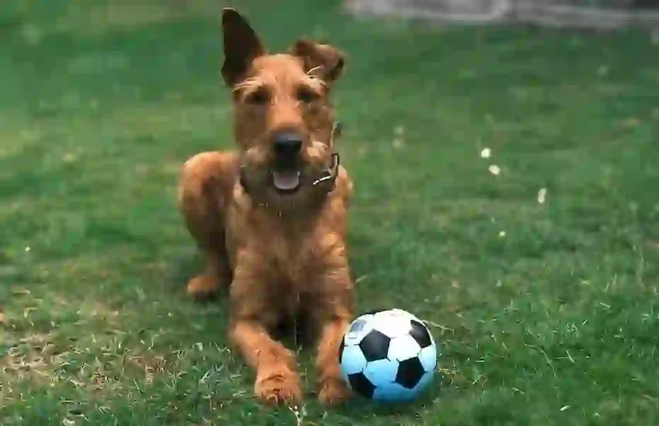 Irish Terrier