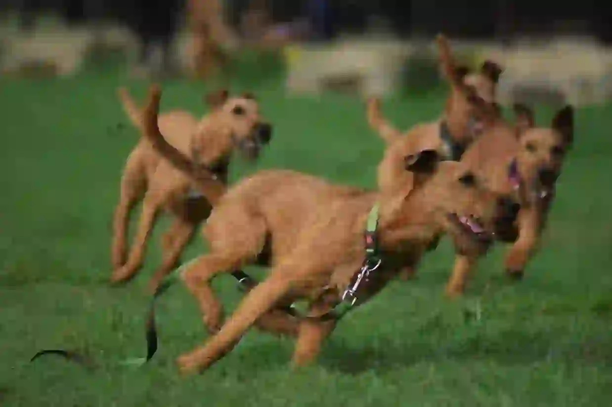 Irish Terrier