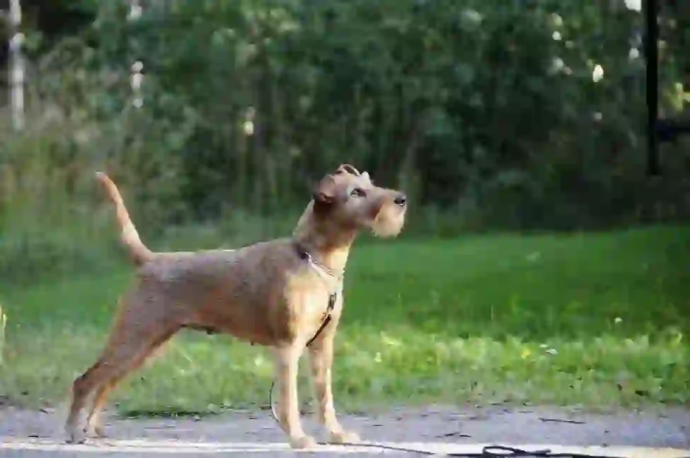 Irish Terrier