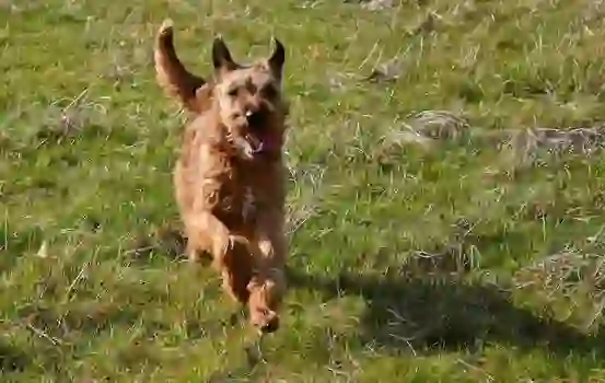 Irish Terrier