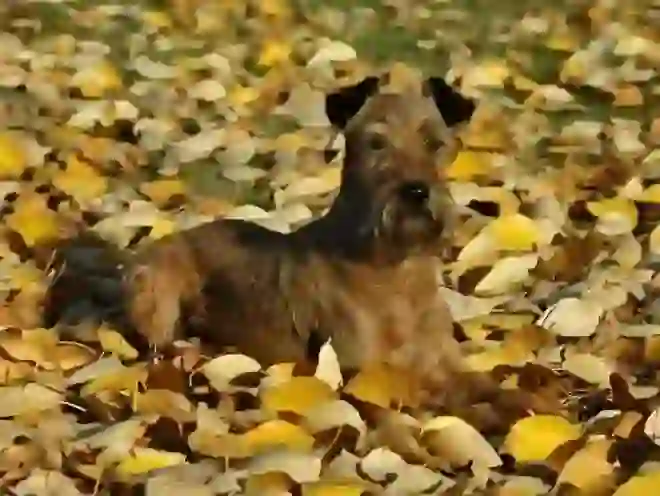 Irish Terrier