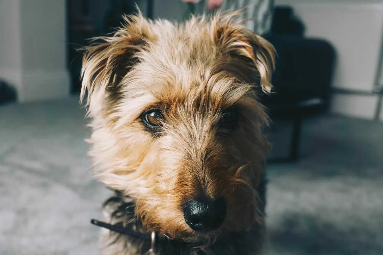 Irish Terrier