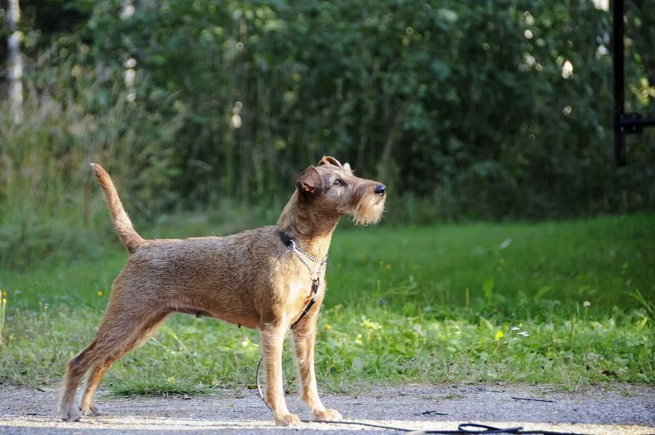 Irish Terrier