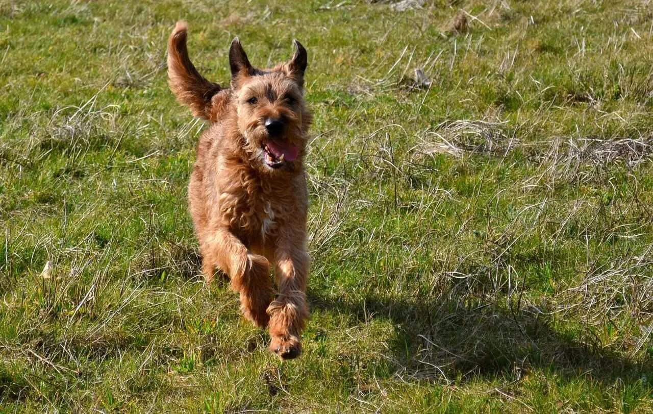 Irish Terrier