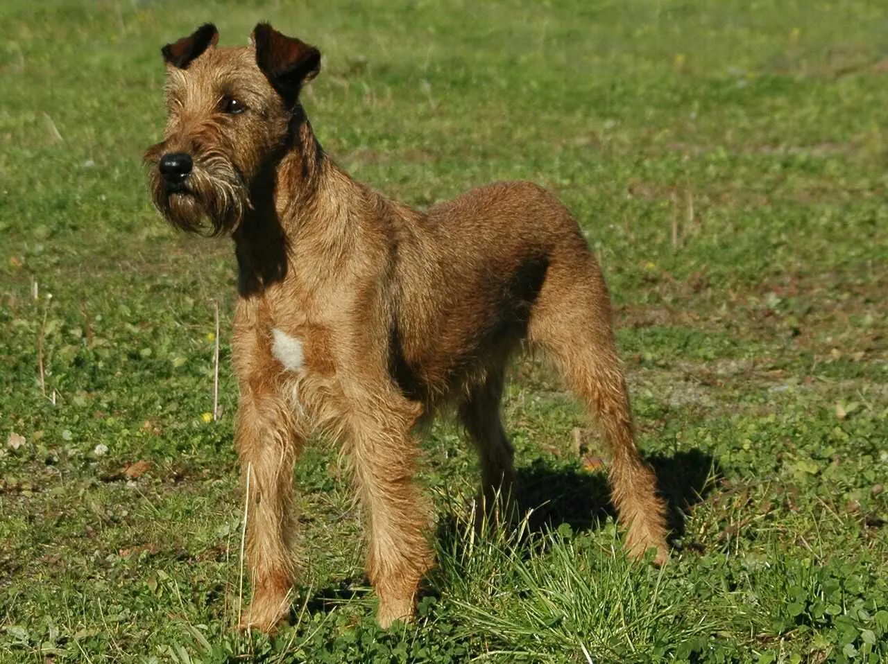 Irish Terrier