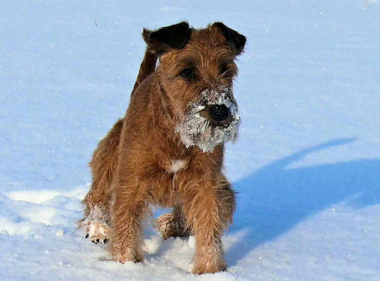 Irish Terrier