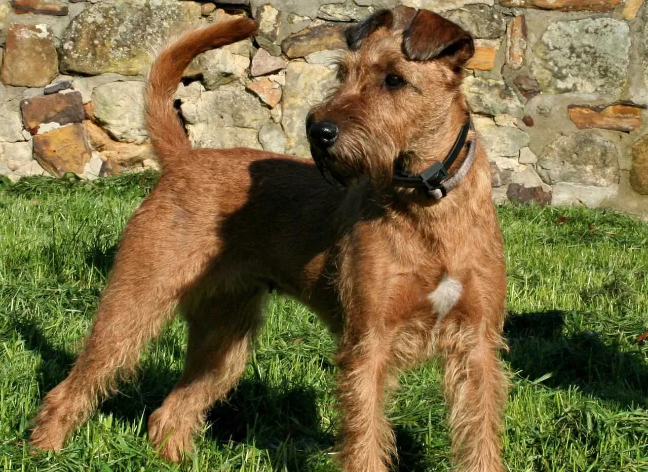 Irish Terrier