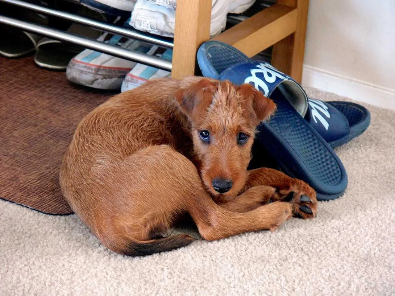 Irish Terrier