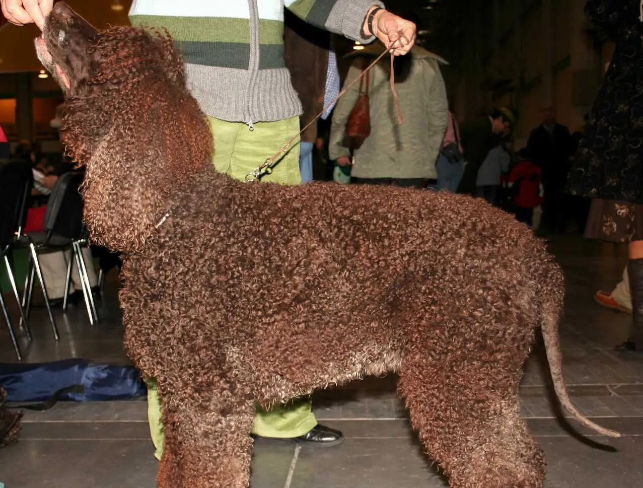 Irish Water Spaniel