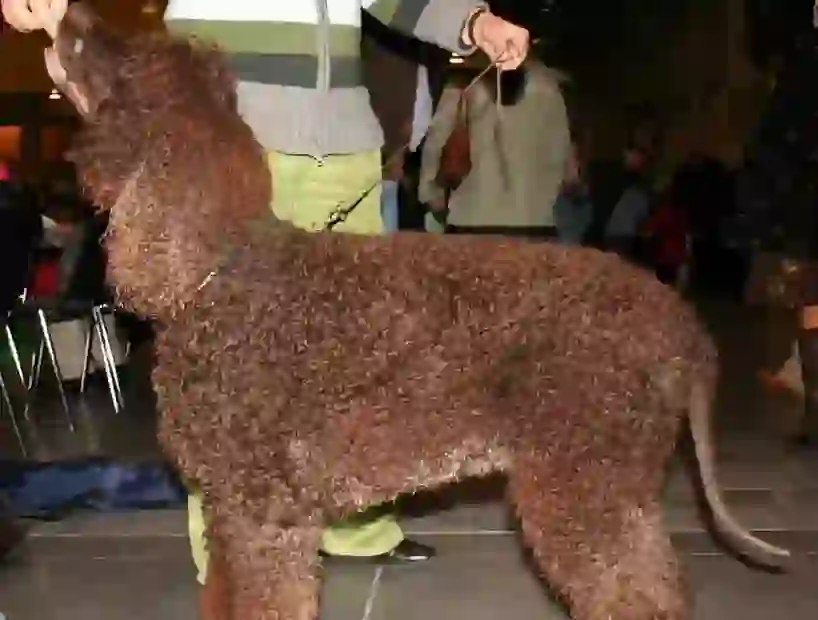 Irish Water Spaniel