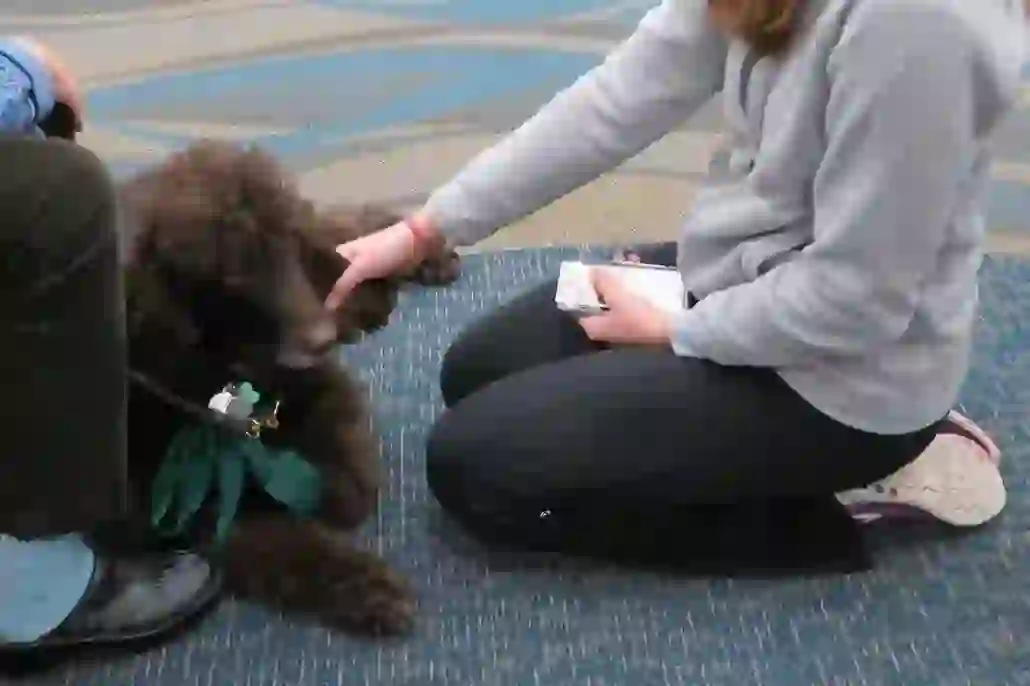 Irish Water Spaniel