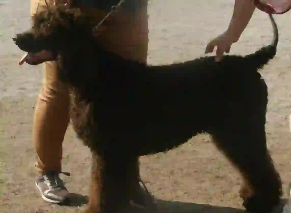 Irish Water Spaniel