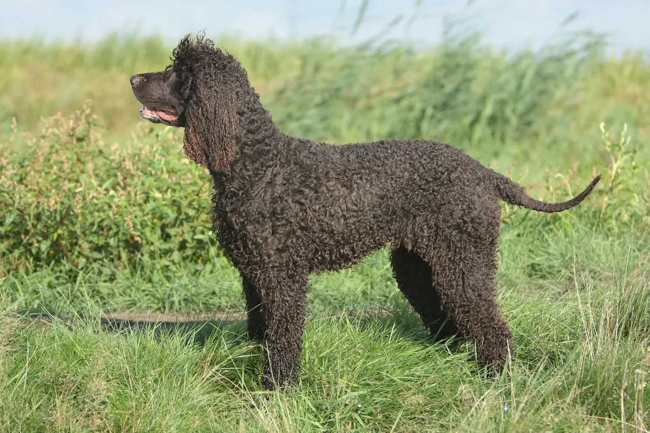 Irish Water Spaniel