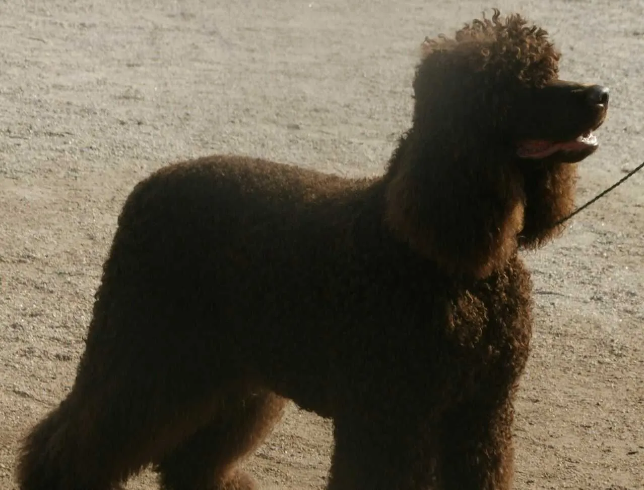 Irish Water Spaniel