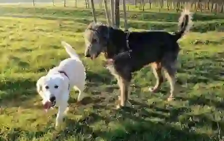 Irish Wolfhound