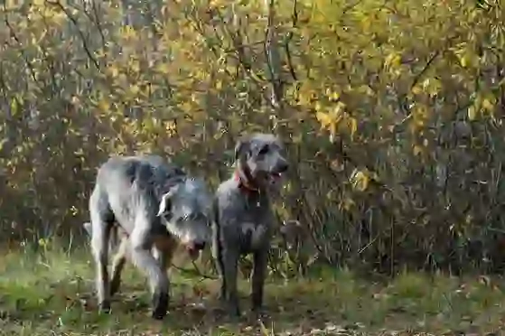 Irish Wolfhound