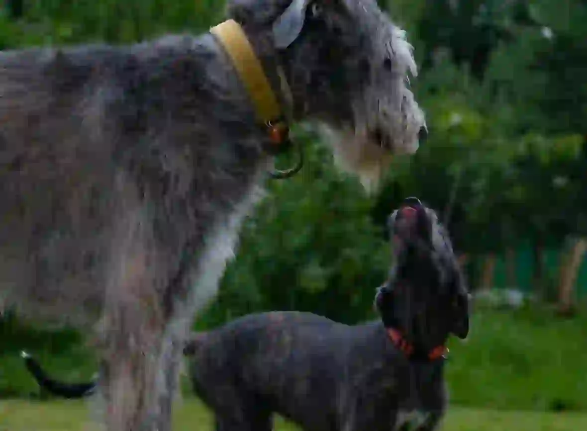 Irish Wolfhound