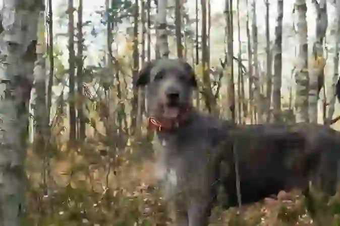 Irish Wolfhound