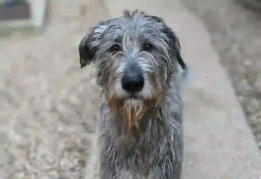 Irish Wolfhound