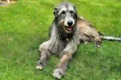 Irish Wolfhound