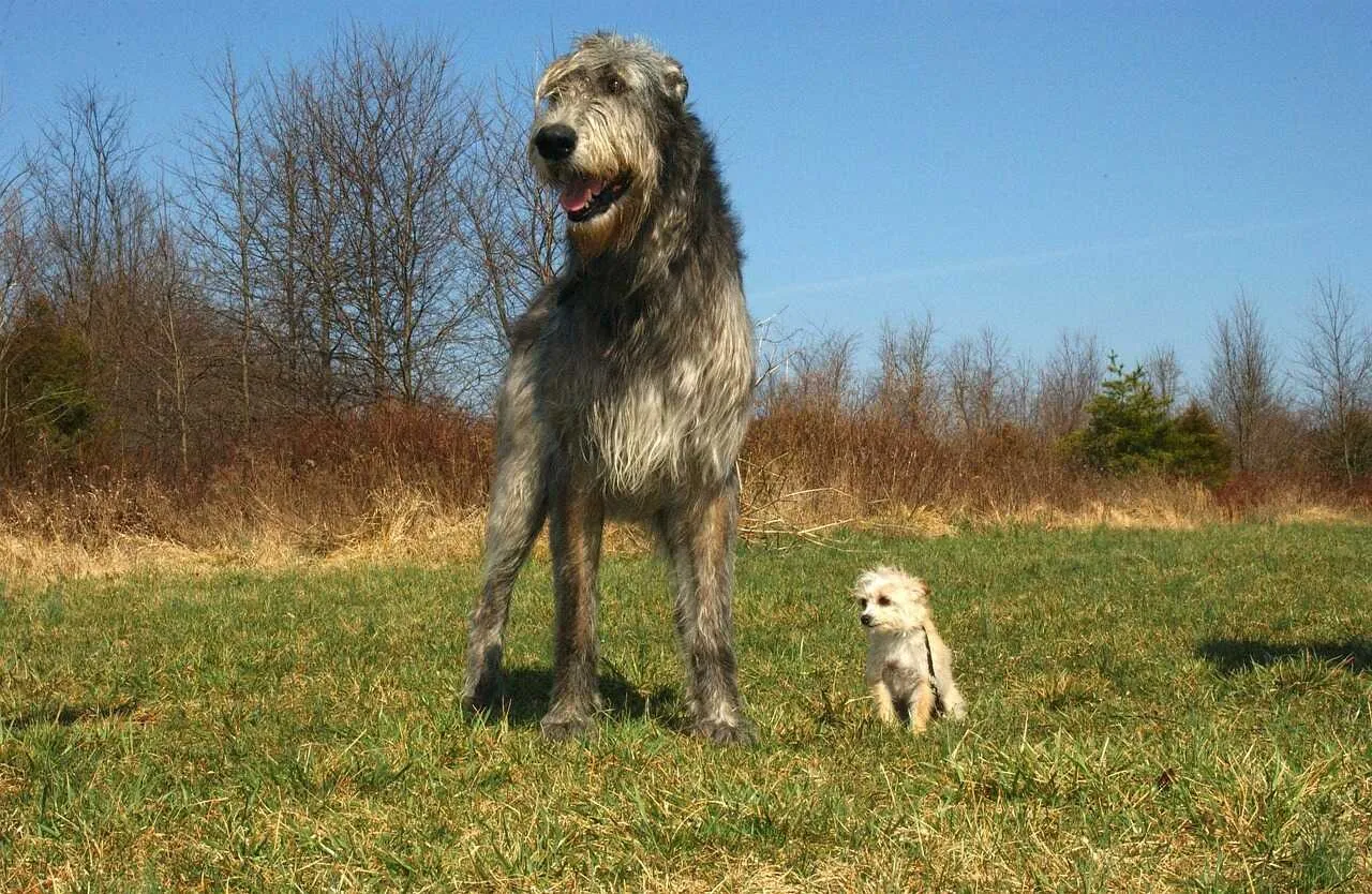 Irish Wolfhound