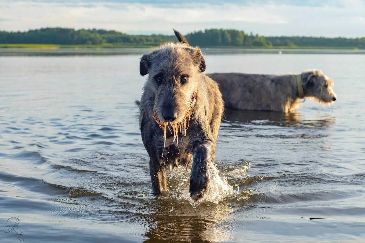 Irish Wolfhound