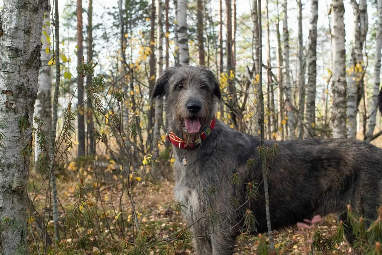 Irish Wolfhound