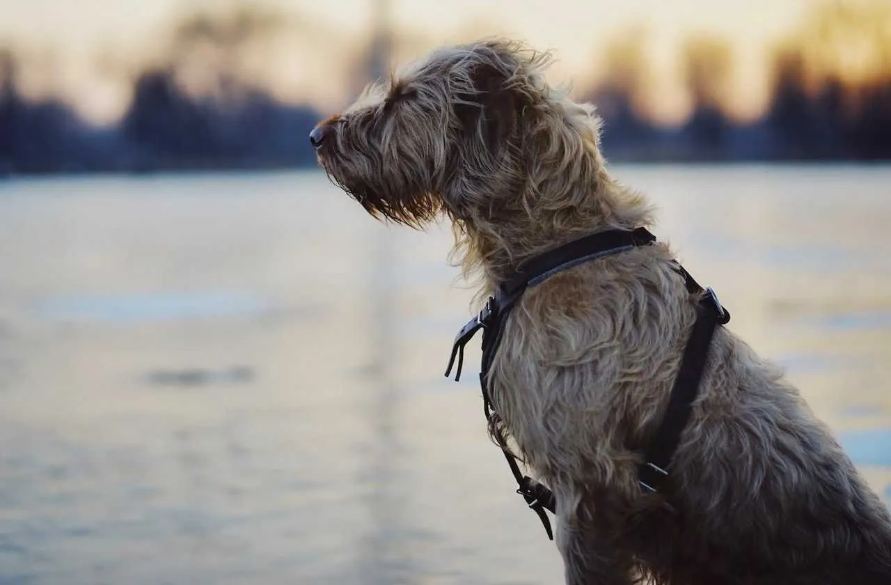 Irish Wolfhound