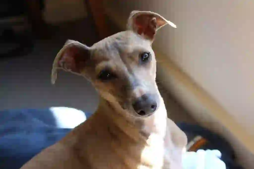 Italian Greyhound