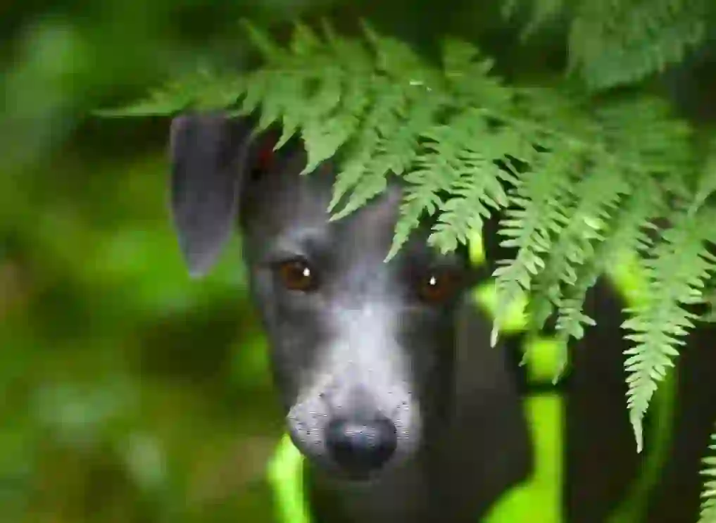 Italian Greyhound