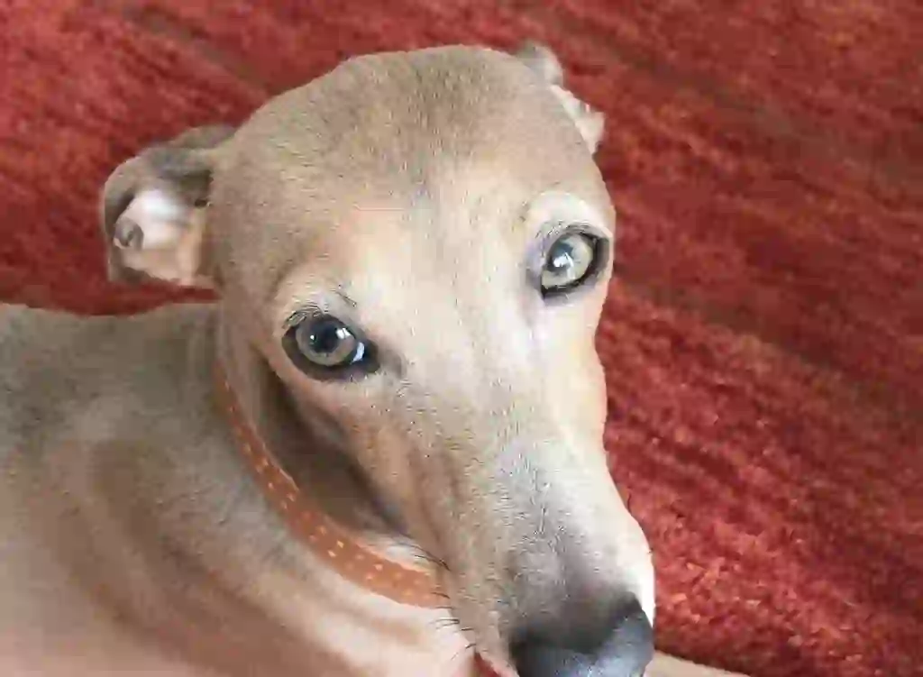 Italian Greyhound