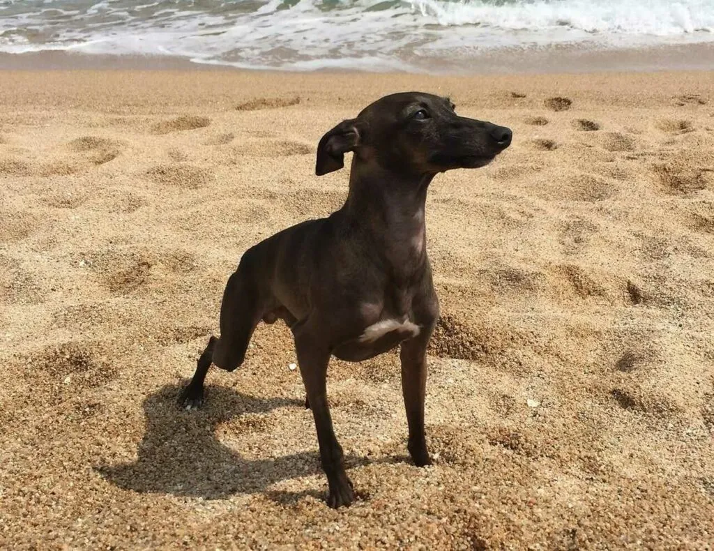 Italian Greyhound