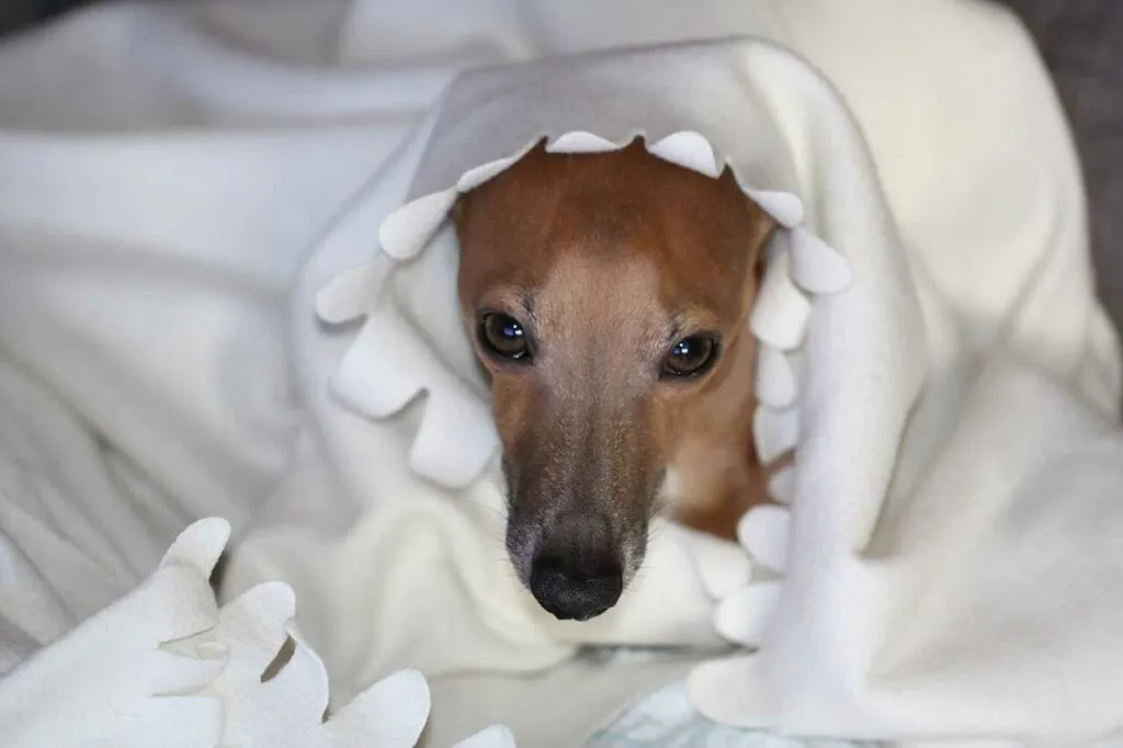 Italian Greyhound