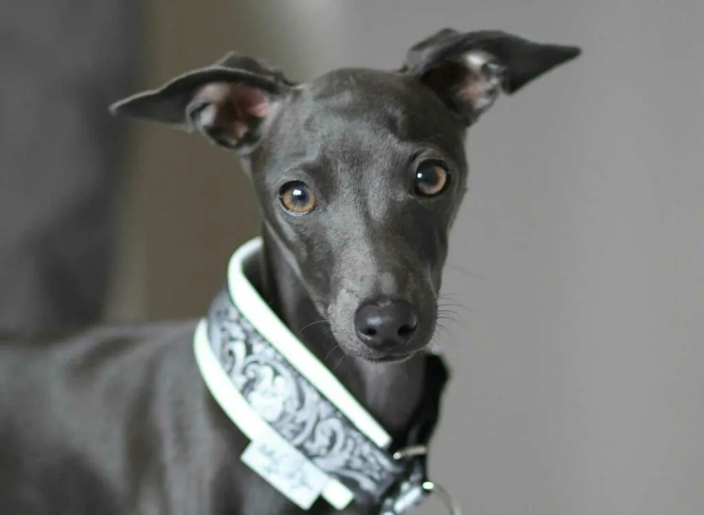 Italian Greyhound