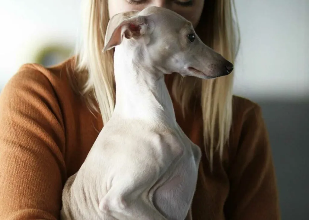 Italian Greyhound