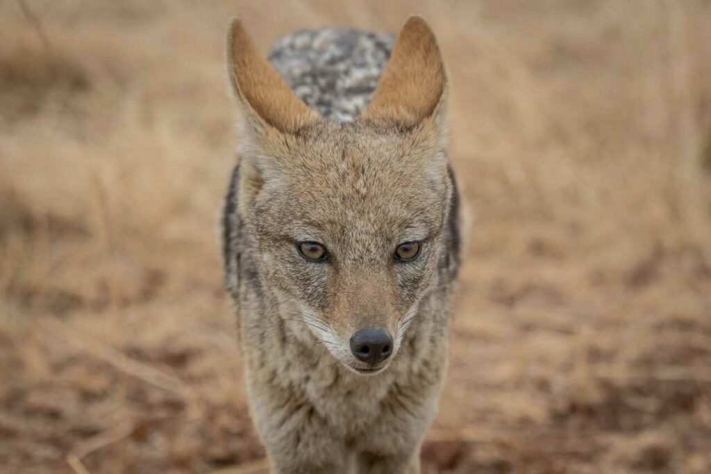 Jackal