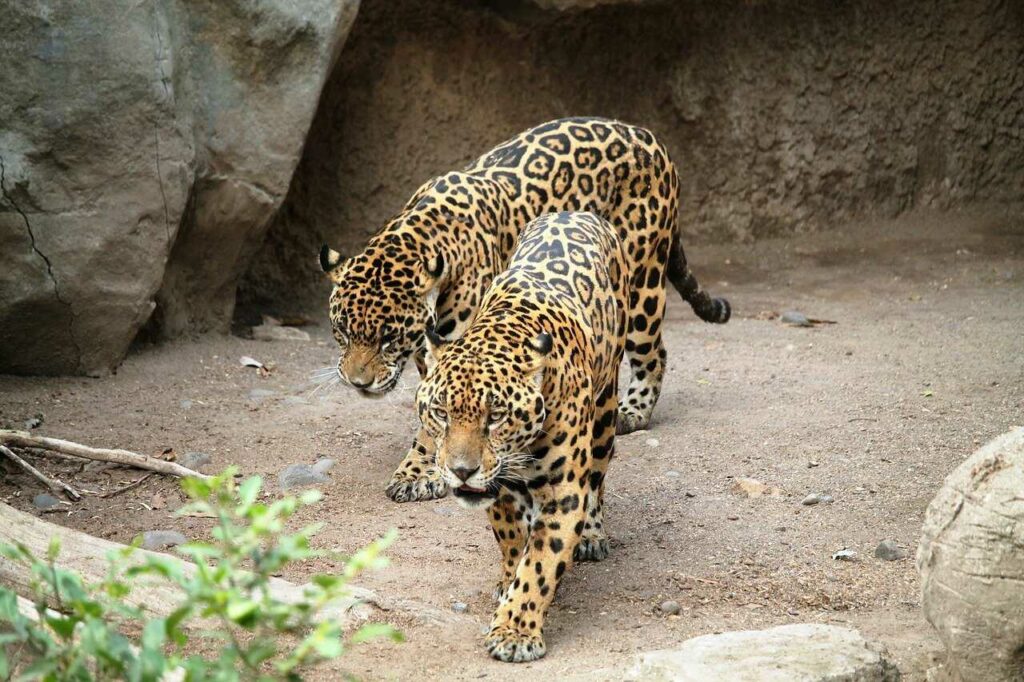 Jaguar