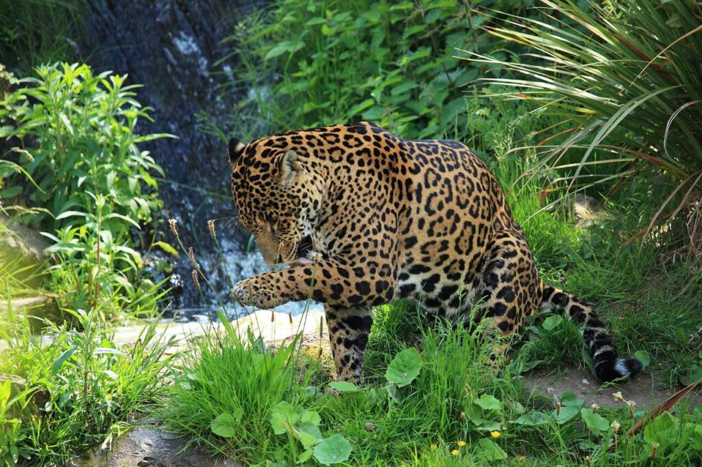 Jaguar