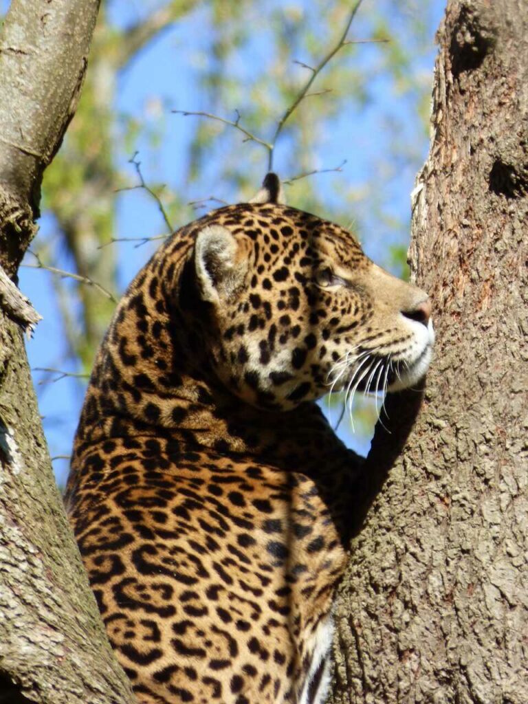 Jaguar