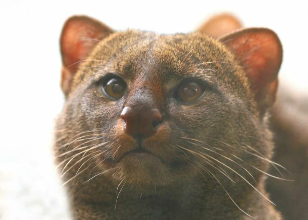 Jaguarundi