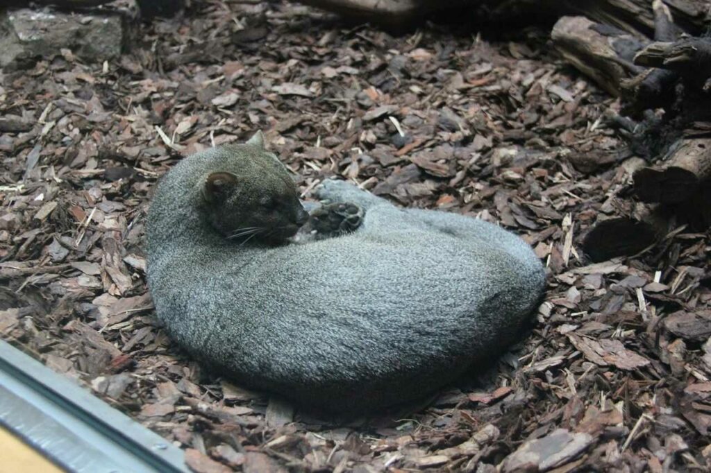 Jaguarundi