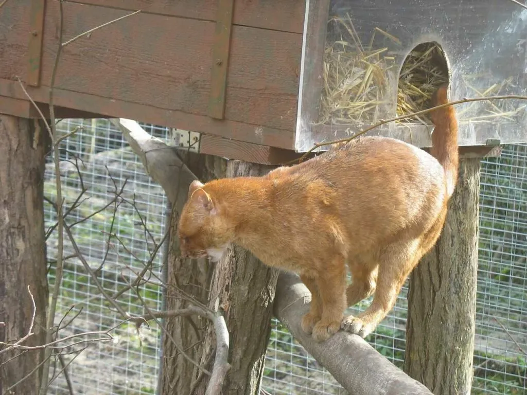 Jaguarundi