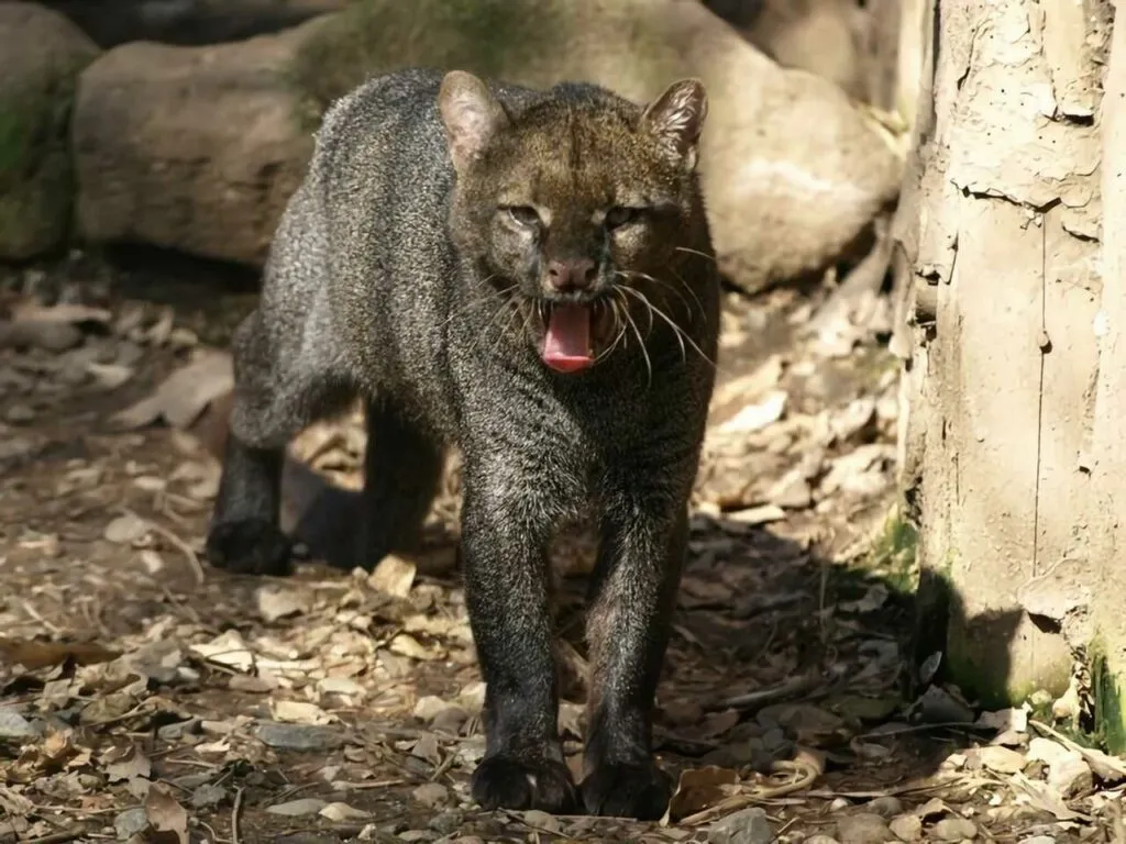 Jaguarundi