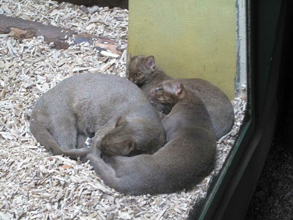 Jaguarundi