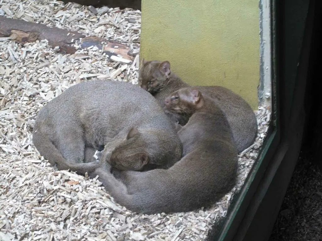 Jaguarundi