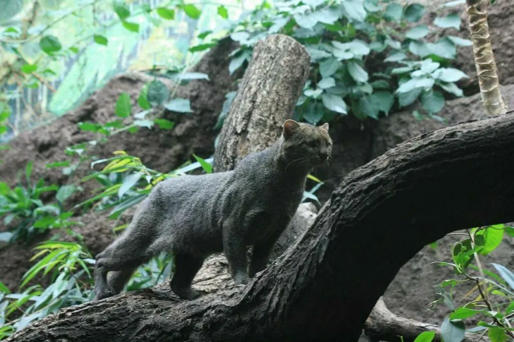 Jaguarundi