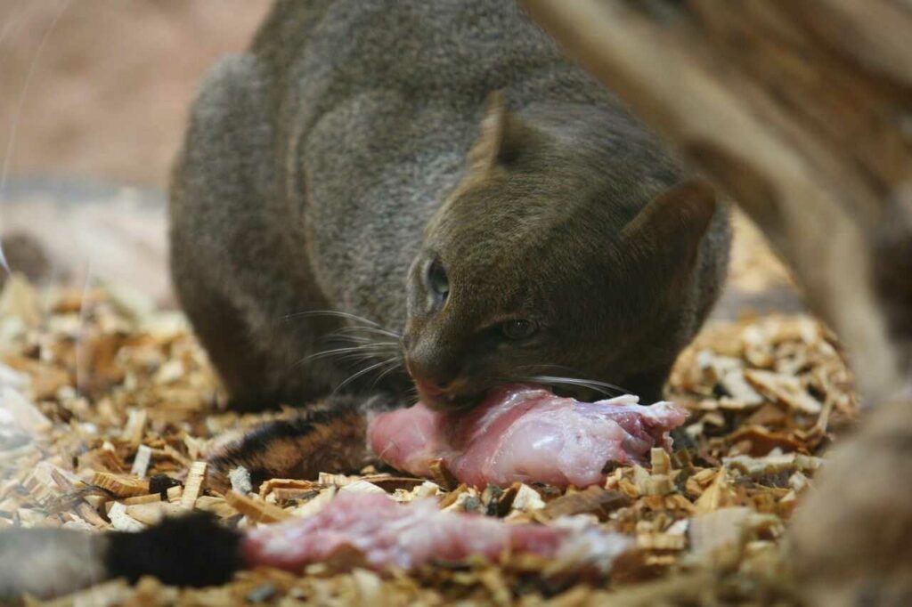 Jaguarundi