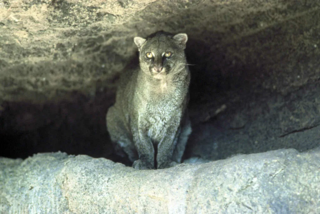 Jaguarundi